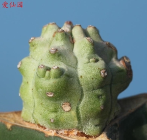 嵌石大戟(Euphorbia mosaica)