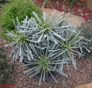 多叶大戟(Euphorbia multifolia)