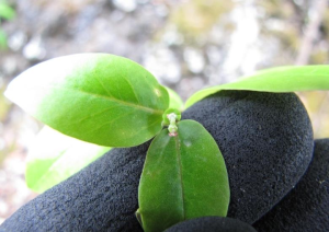 多形大戟(Euphorbia multiformis)