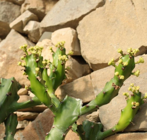 纳朱大戟(Euphorbia najuneranatanii)