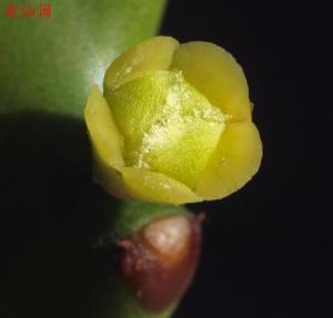 纳朱大戟(Euphorbia najuneranatanii)