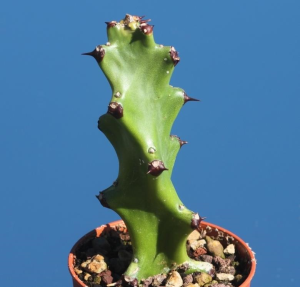 纳朱大戟(Euphorbia najuneranatanii)