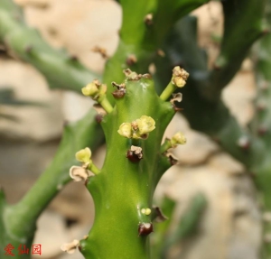 纳朱大戟(Euphorbia najuneranatanii)