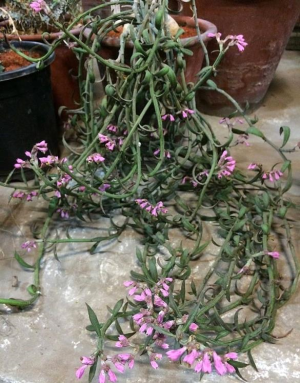 人参大戟(Euphorbia neorubella)