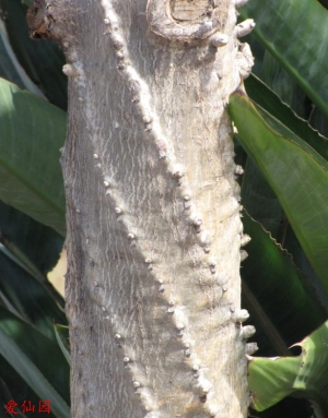 玉麒麟(Euphorbia neriifolia)