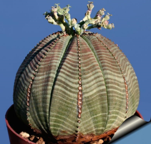 布纹球(Euphorbia obesa)