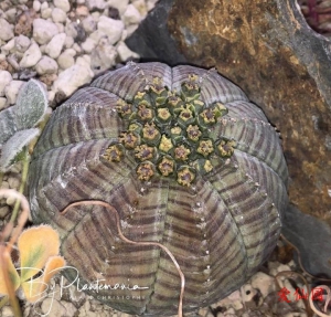 布纹球(Euphorbia obesa subs. symmetrica)