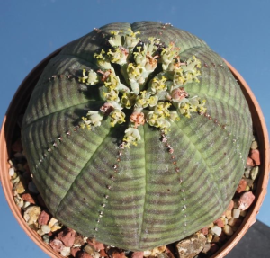 布纹球(Euphorbia obesa subs. symmetrica)