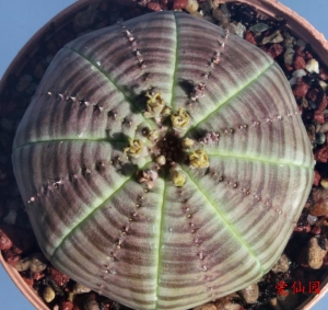 布纹球(Euphorbia obesa subs. symmetrica)