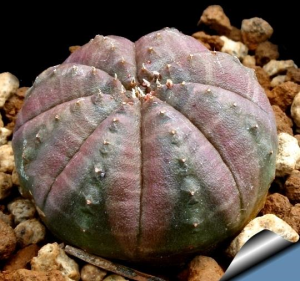 布纹球(Euphorbia obesa subs. symmetrica)