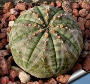 布纹球(Euphorbia obesa subs. symmetrica)