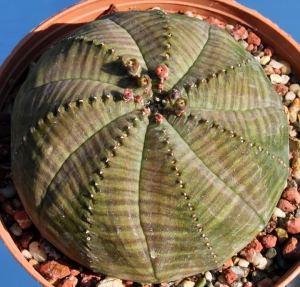 布纹球(Euphorbia obesa subs. symmetrica)