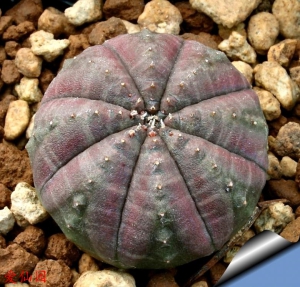 布纹球(Euphorbia obesa subs. symmetrica)