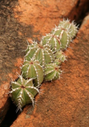 针刺麒麟(Euphorbia officinarum subs. echinus)