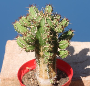 针刺麒麟(Euphorbia officinarum subs. echinus)