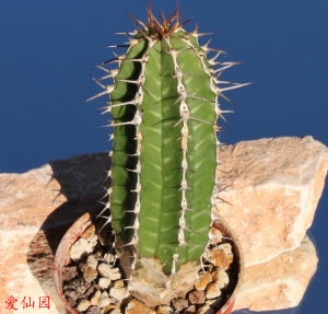 针刺麒麟(Euphorbia officinarum subs. echinus)