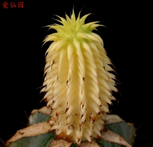 苏珊娜大戟 cv. Lutea