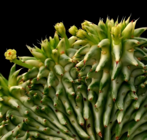苏珊娜大戟(缀化) f. variegata cristata