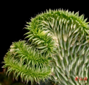 苏珊娜大戟(缀化) f. variegata cristata