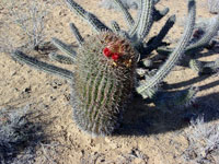 Ferocactus chrysacanthus subsp. grandiflorus