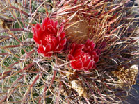 Ferocactus chrysacanthus subsp. grandiflorus