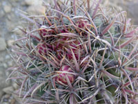 Ferocactus chrysacanthus subsp. grandiflorus