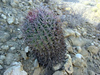 Ferocactus chrysacanthus subsp. grandiflorus