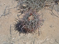 Ferocactus chrysacanthus subsp. grandiflorus