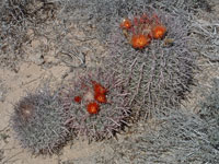 Ferocactus chrysacanthus subsp. grandiflorus