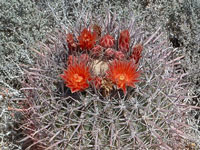 Ferocactus chrysacanthus subsp. grandiflorus