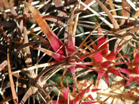 Ferocactus chrysacanthus subsp. grandiflorus