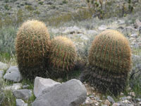 Ferocactus cylindraceus subsp. lecontei