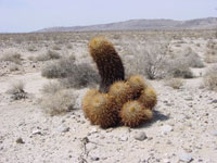 Ferocactus cylindraceus subsp. rostii