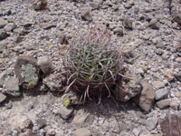 Ferocactus cylindraceus subsp. lecontei