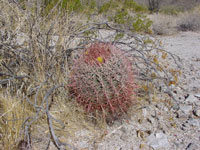 Ferocactus cylindraceus subsp. lecontei