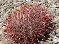 Ferocactus cylindraceus subsp. lecontei