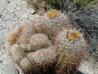 Ferocactus cylindraceus subsp. lecontei