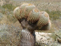 Ferocactus cylindraceus subsp. lecontei