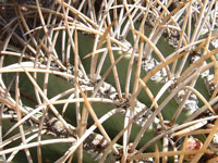 Ferocactus diguetii var. carmenensis