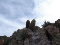 Ferocactus eastwoodiae