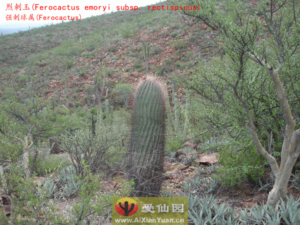 烈刺玉_(Ferocactus emoryi subsp. rectispinus)_强刺球属仙人球