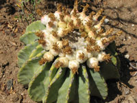 Ferocactus glaucescens f. inermis