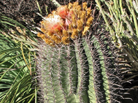 Ferocactus peninsulae subsp. viscainensis