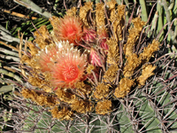 Ferocactus peninsulae subsp. viscainensis