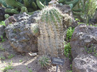 Ferocactus townsendianus