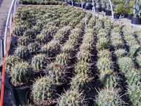 Ferocactus wislizeni f. flavispinus (nomen nudum)