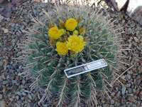 Ferocactus wislizeni f. flavispinus (nomen nudum)