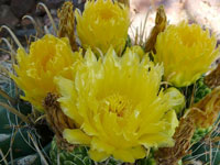 Ferocactus wislizeni f. flavispinus (nomen nudum)