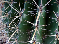 Ferocactus wislizeni f. flavispinus (nomen nudum)