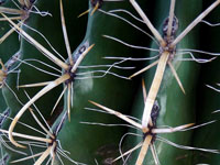 Ferocactus wislizeni f. flavispinus (nomen nudum)